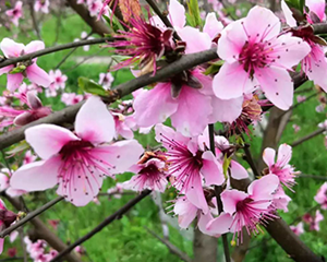 赏花正当时！四川省第二期花卉观赏信息发布→