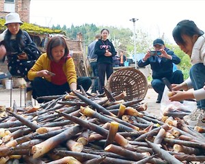 中江仓山：雷竹笋抢“鲜”上市 “土特产”富民促振兴