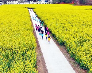 罗江：乡村花海入画来 农旅融合促振兴