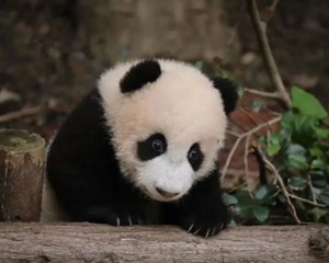痛心！“宝新”走了，死因公布