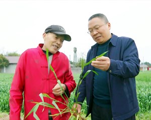 绵竹：农技人员“把脉” “虫口夺粮”保丰收