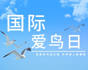国际爱鸟日丨爱鸟始于心 护鸟在于行