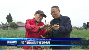 绵竹：农技人员“把脉” “虫口夺粮”保丰收