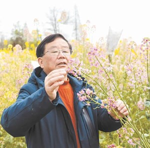 央视聚焦“他”！德阳的“五彩油菜花之父”！