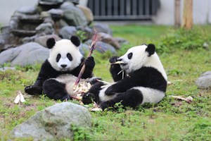 “跑男”要去熊猫基地？基地作出回应