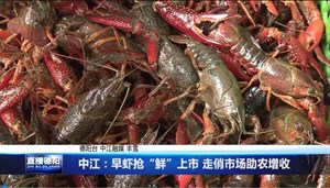 中江：早虾抢“鲜”上市 走俏市场助农增收 