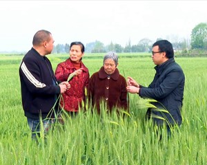 旌阳：专家把脉科技赋能 确保粮食稳产丰收