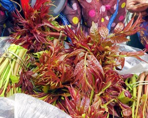绵竹：野菜“抢鲜”上市 食“春”正当时