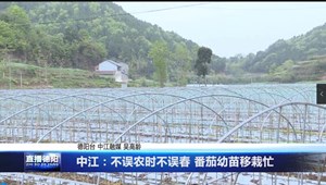 中江：不误农时不误春 番茄幼苗移栽忙