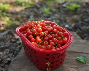 采摘约起来！德阳这里的樱桃红满枝