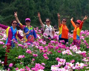 中江：花香漫语芍药谷 花海盛放引客来