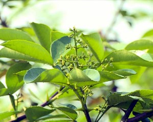 什邡：花椒种植为乡村振兴增“香”添“味”