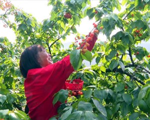 培育特色产业 助力乡村振兴