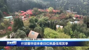 什邡蓥华迎来春日红枫最佳观赏季