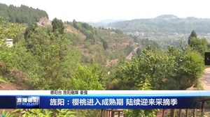 旌阳：樱桃进入成熟期 陆续迎来采摘季