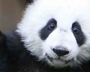 看熊猫请注意！成都熊猫基地拟试行全网实名预约、分时限流入园