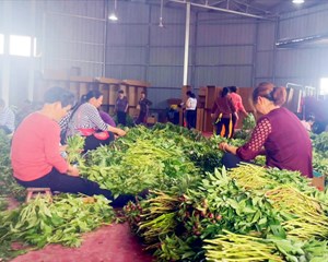 特色产业助力乡村振兴 走出别样“致富路”