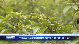 什邡禾丰：花椒地里修枝忙 乡村振兴增“香”添“味”