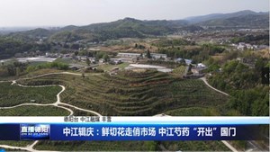 中江辑庆：鲜切花走俏市场 中江芍药“开出”国门