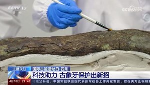 央视看德阳｜国际古迹遗址日•三星堆科技助力  古象牙保护出新招