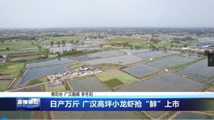 日产万斤 广汉高坪小龙虾抢“鲜”上市