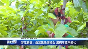 罗江新盛：桑葚果熟满枝头 果树丰收采摘忙