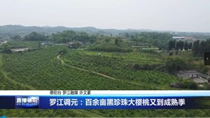 罗江调元：百余亩黑珍珠大樱桃又到成熟季 