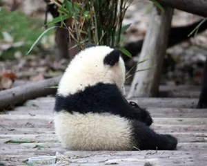 ​唐某某（男，59岁），1年内禁入熊猫基地！