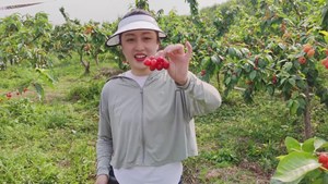 大美德阳 主播体验摘樱桃