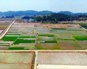 中江：全面进入水稻播种阶段 计划种植水稻41万亩