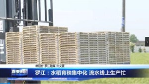 罗江：水稻育秧集中化 流水线上生产忙
