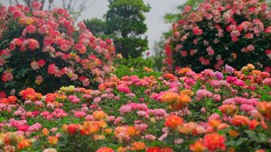 德阳天府旌城月季大道 最浪漫城市中轴线