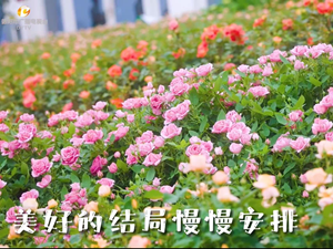 【直播预告】就在明天！柳梢堰湿地公园将正式揭秘！