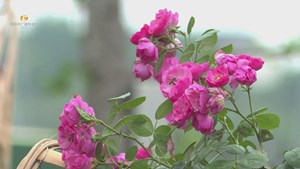 德阳柳梢堰湿地公园 市花月季展为“五一”添彩