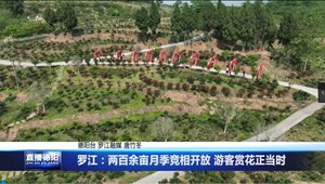 罗江：两百余亩月季竞相开放 游客赏花正当时