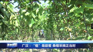 广汉：“椹”是甜蜜 桑椹采摘正当时