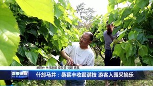 什邡马井：桑葚丰收缀满枝 游客入园采摘乐
