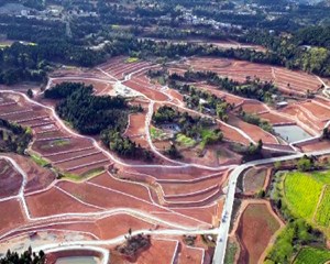 田间地头新气象！我市特色产业“酿”出致富路