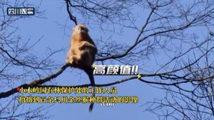 省媒看德阳 | 绵竹首次拍摄到大种群川金丝猴活动踪迹