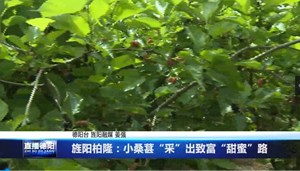 旌阳柏隆：小桑葚“采”出致富“甜蜜”路
