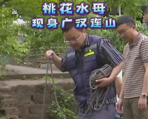 桃花水母现身广汉连山