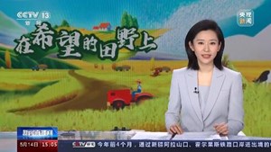央视看德阳｜风吹麦浪  广汉“稻茬小麦”获丰收