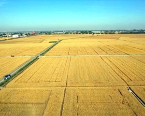 广汉：“稻茬小麦”获丰收 新技术促增产增效