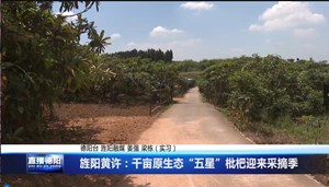 旌阳黄许：千亩原生态“五星”枇杷迎来采摘季