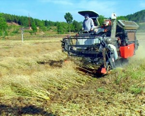 中江：新技术加持 夏粮夏油单产喜人