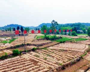 罗江：年产种子900万公斤 夯实“天府粮仓”种业根基