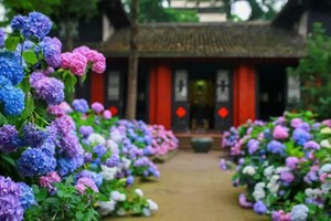 太美了！德阳这里绣球花盛开！位置就在......