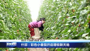 什邡：彩色小番茄开启增收新天地