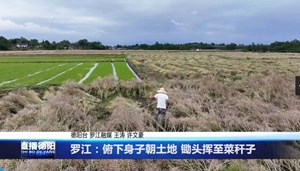 罗江：俯下身子朝土地 锄头挥至菜秆子
