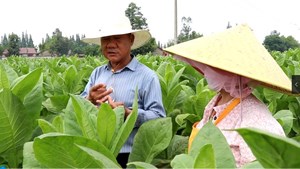 什邡：烟叶长势好 烟农“打顶抹杈”忙